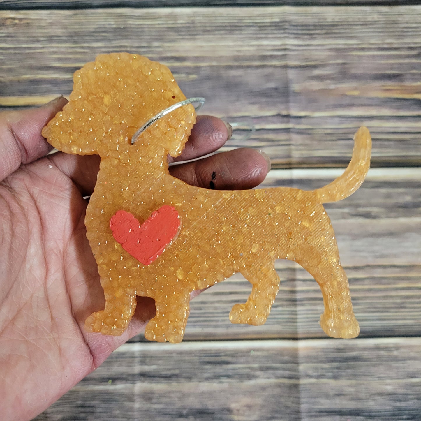 Dachshund